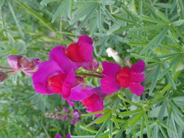 Billede af blomst
